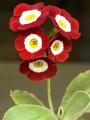 Pops Plants Auriculas image 8