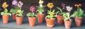 Pops Plants Auriculas image 9