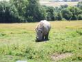 Port Lympne, Wild Animal Park (N-bound) image 2