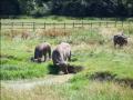 Port Lympne, Wild Animal Park (N-bound) image 3