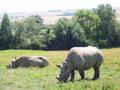 Port Lympne, Wild Animal Park (N-bound) image 5