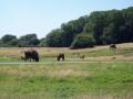 Port Lympne, Wild Animal Park (N-bound) image 6