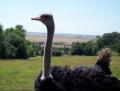 Port Lympne, Wild Animal Park (N-bound) image 7