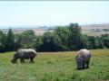 Port Lympne, Wild Animal Park (N-bound) image 9
