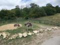 Port Lympne, Wild Animal Park (N-bound) image 10