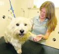 Posh Paws School of Dog Grooming (Training Centre) at Pets Corner 2 image 1