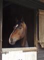 Potten Farm Equestrian image 3