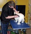 Premier Mobile Dog Grooming image 2