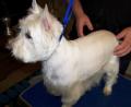 Premier Mobile Dog Grooming image 4
