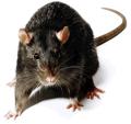 Premier Pest Control image 1