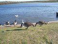 Pugneys Country Park image 4