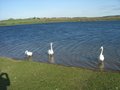 Pugneys Country Park image 6