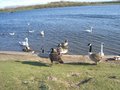 Pugneys Country Park image 8