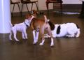Puppy School image 2