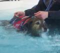 Quiet Acres Kennels, Cattery and K9 Hydrotherapy image 1