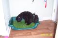 RASCAL DOG LITTER BOX COMPANY LTD image 4