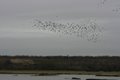 R.S.P.B. Old Moor Visitor Centre - Dearne Valley image 3