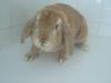 RSPCA Llys Nini image 5