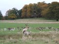 Richmond Park image 7