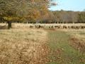 Richmond Park image 9