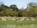 Richmond Park image 10