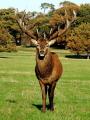 Richmond Park image 1