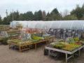 Ridgeway Nurseries image 3