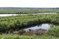 Risley Moss Local Nature Reserve image 1