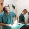 Rochford Veterinary Surgery image 1