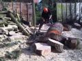 Roots To Shoots Tree Surgery image 7