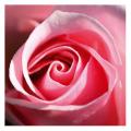 Rose Beauty image 1