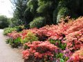 Royal Botanic Garden Edinburgh image 8