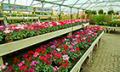Rutland Garden Centre image 2