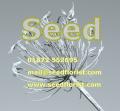 SEED Florist (Flowers, Bouquets and Gifts) image 2