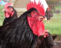 ST.EUNY POULTRY  ( ST.EUNY'S LAYING HENS ) logo