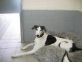 STONEYBRIDGE FARM BOARDING KENNELS image 4