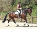 SWS Sports Horses image 5