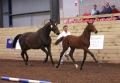 SWS Sports Horses image 6