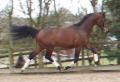 SWS Sports Horses image 10