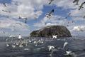 Scottish Seabird Centre image 6