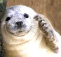 Scottish Seabird Centre image 9