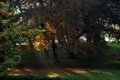 Sefton Park image 8