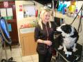 Shear Pawfection Dog Grooming Studio image 1