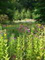 Sheffield Botanical Gardens image 1