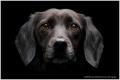 Shropshire Pet Portraits image 4