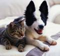 Sit Stay- Professional Dog Walking and Pet Sitting Service image 2