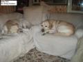 Smiley Petz Home Boarding / Kennels Swansea image 4