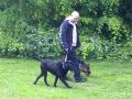 Solihull Dog Walkers image 3