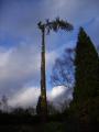 South Bucks Tree Surgeons Ltd image 2