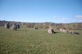 Stanton Drew stone circles image 5